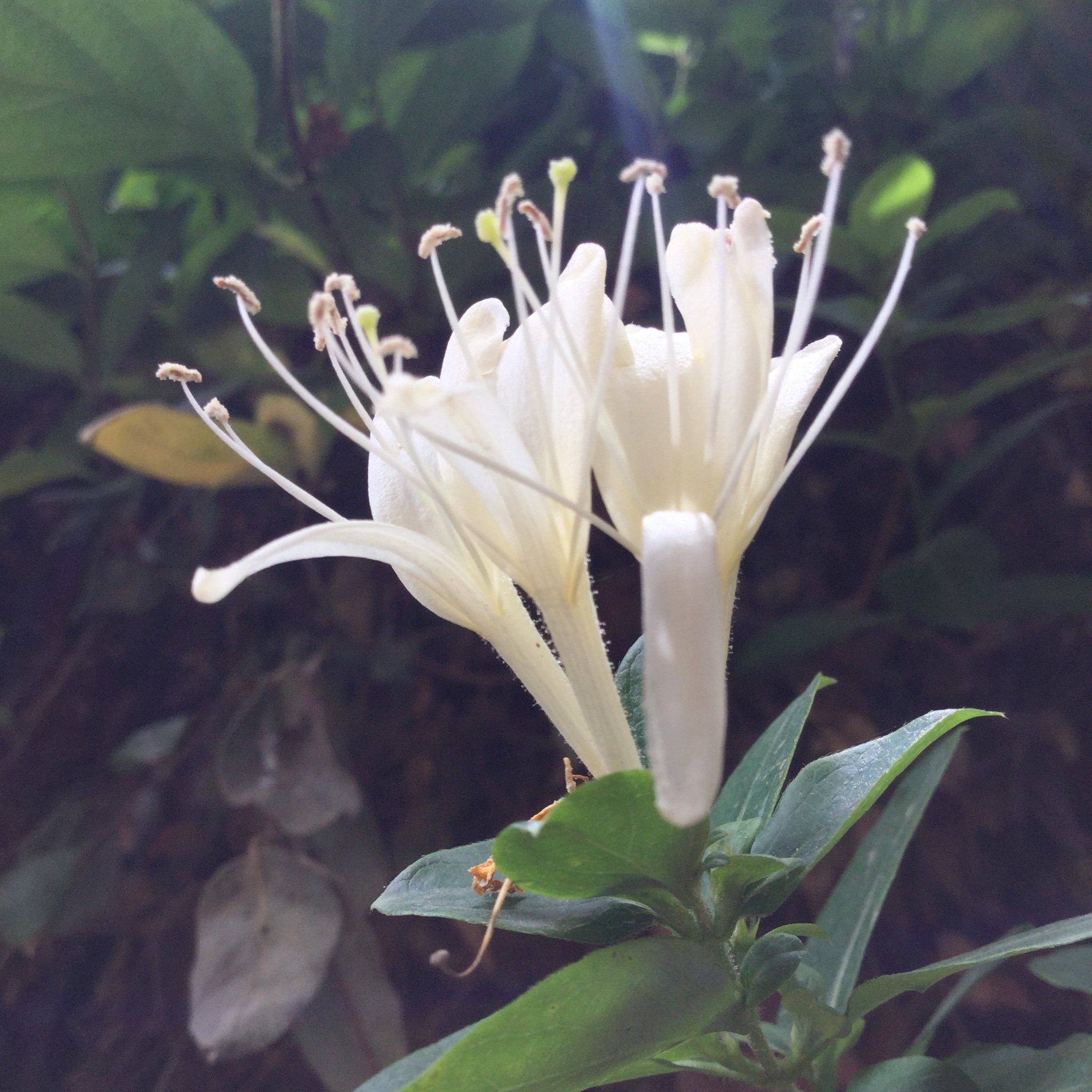 Ferdous36606462's profile picture. A beautiful mind♏,
Learner.