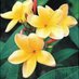 Flor de Sacuanjoche (@flordesacuanj) Twitter profile photo Flor de Sacuanjoche (@flordesacuanj) Twitter profile photo