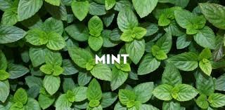 Mintyyxd1's profile picture. follow me