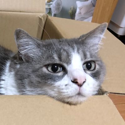 シノさんのプロフィール画像