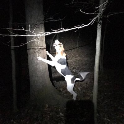 Bigmoneys_slim's profile picture. Paper maker, cattle farmer, houndsman, observe the low carb/carnivore/fitness life style, freedom lover, mind my own business kinda guy