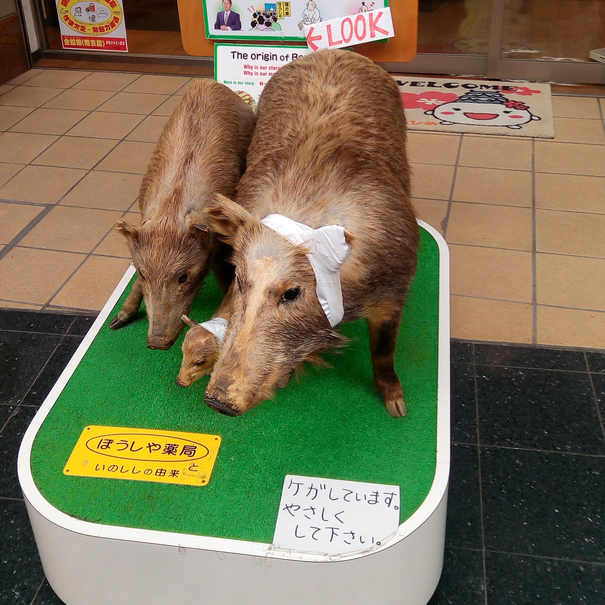 yosukesand's profile picture. 日常アカ,All my tweet are belong to me. ( ꒪ ⌓ ꒪)