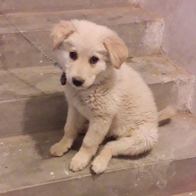 philzamaad's profile picture. British Pakistani.