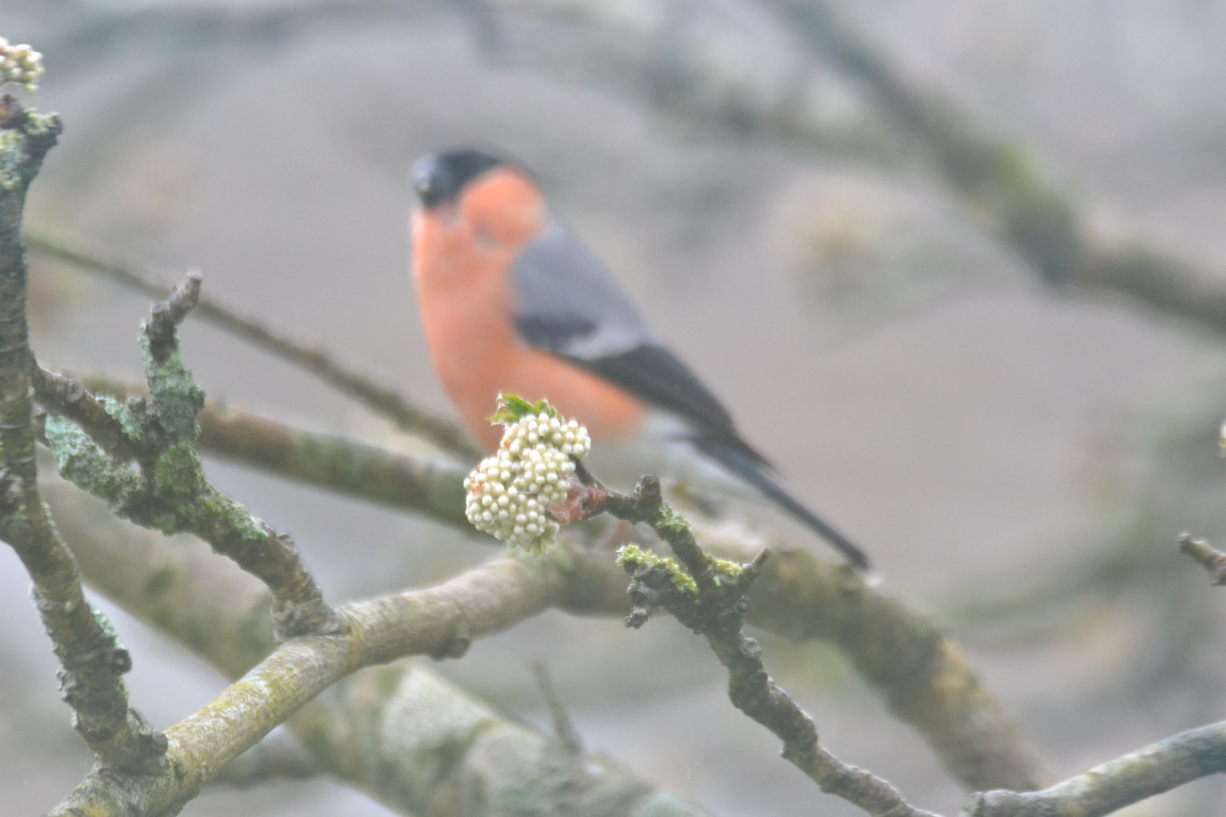 London born live in South Devon average birder and photographer.
Chauffeur to the public on a bus around South Devon.