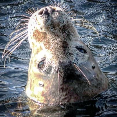 proud to be Manx.
Love my little rock in the Irish sea
wildlife and landscape photographer.
mcfc fan