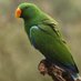 Tweet Parrot Profile picture