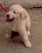 hermosas golden retrievers a la venta.