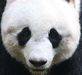 PandaFacts's profile picture. 