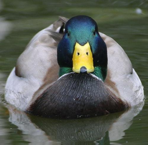 StaringDuck's profile picture. What are you looking at?