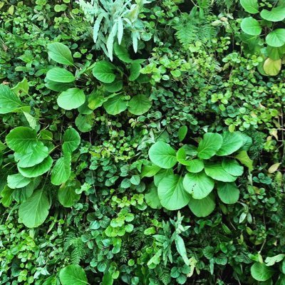 Soluciones en Infraestructura Verde a Buscamos cambios en pro de la ciudad, reducir la isla de calor, inundaciones y aumento de la Biodiversidad y Bienestar.