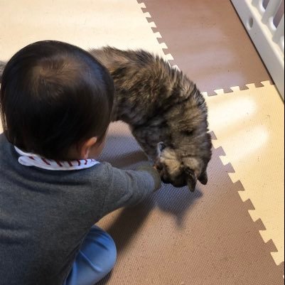 お酒と子供と猫 Cyye9jnppfzpmfc Twitter お酒と子供と猫 Cyye9jnppfzpmfc Twitter