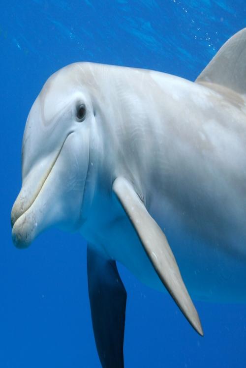 oceans_of_love's profile picture. Celebrating cetaceans and their gifts to humanity...share your cetacean stories with the world