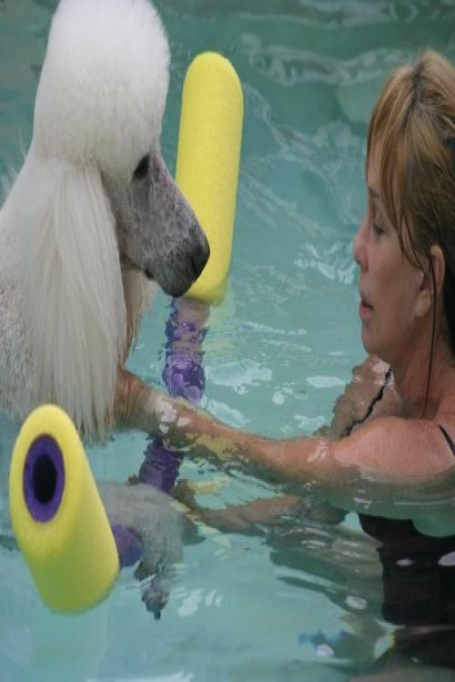 Trained by leading experts, Suzanna is skilled w/ up to date Land & Water Therapy/Rehabilitation for People & Pets helping everyone reach their performance goal