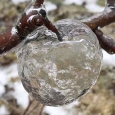 Tyranno_D_Rex's profile picture. 9th