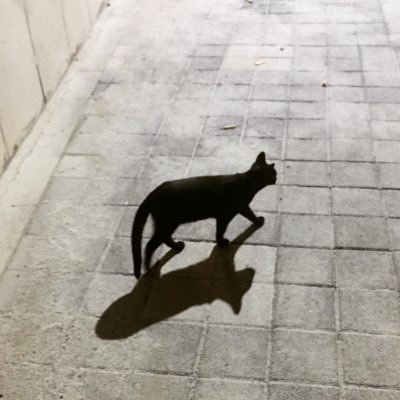쓴귤さんのプロフィール画像