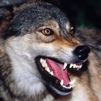 عايض بن فهد الاكلبي (@ayed_2030_mbs) 's Twitter Profile
