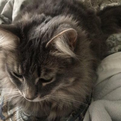 lexibovenzi's profile picture. my parents live in the moment but I live in Ohio