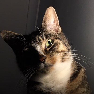 Gold-medal-winning mouser. aggressor, lover, fighter, CHANEL AMBASSADOR