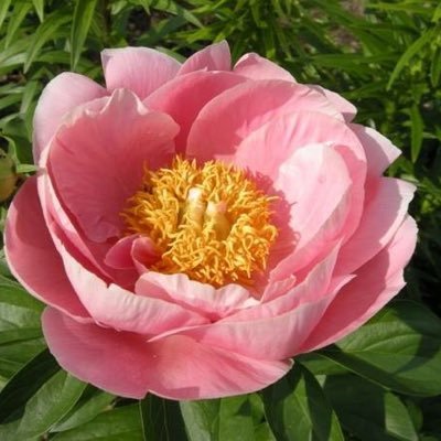 CanonElle's profile picture. 