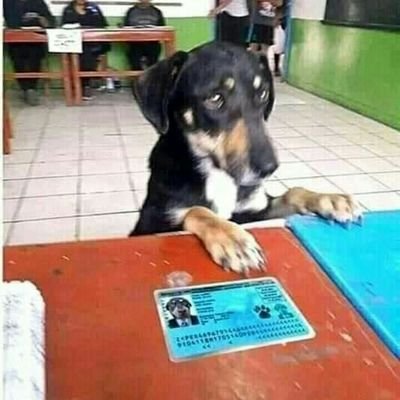 Alfivye's profile picture. 