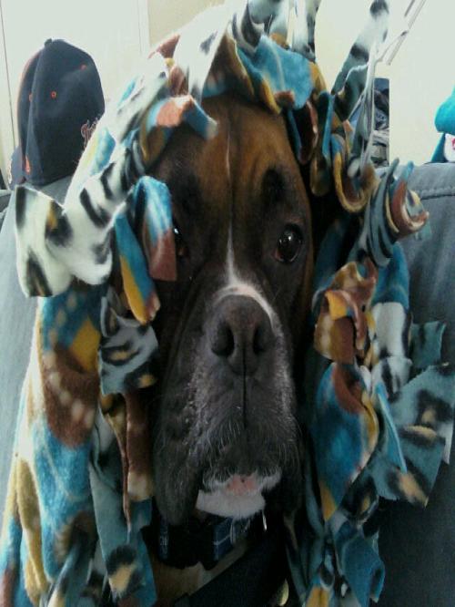 jwsharplaw's profile picture. Hockey fan. Boxer dog lover. Lawyer, baker and amateur cake maker