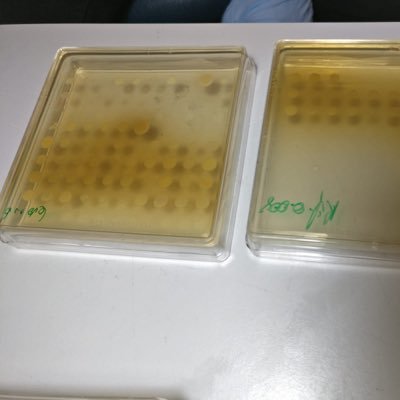 Specialist in high throughput susceptibility testing, culturing fastidious microbes, drug discovery & molecular AMR mechanism determination for global pathogens