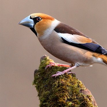 We track all Hawfinch sightings around the UK. Probably the country's most elusive breeding bird - and in an alarming UK population decline.