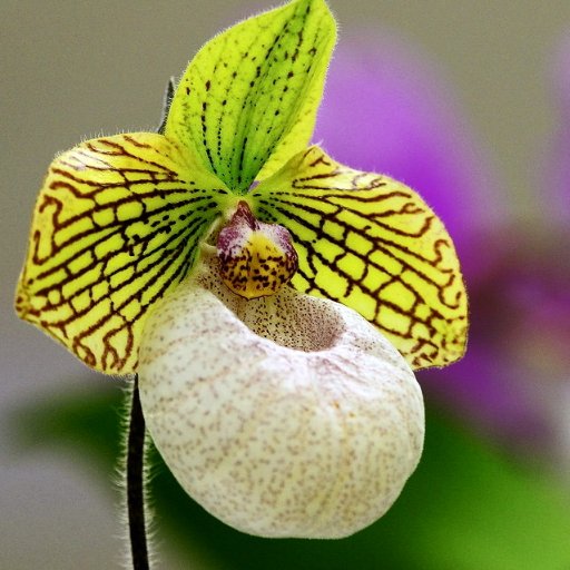 Award winning pictures of Slipper Orchids, #Nature  #Wildlife 
 #Flowers  #Gardening.  #Photography