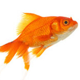 primoo's profile picture. 