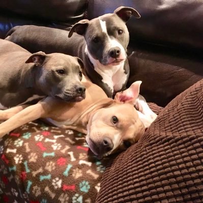 Two rescued pit mix girls livin' life on the Suncoast and trying to help all other animals in need. That's how we started, now we are six pitties!