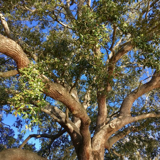 Save the Protected Trees and park greenspace at Martin Luther King Jr Park for generations to come.