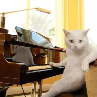 猫目石金平 (@chiron_neko) 's Twitter Profile