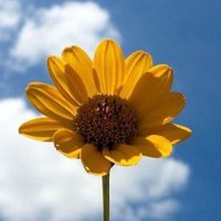 не твоё солнышко. ☀️ (@_lonelysun_) 's Twitter Profile