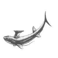 Matt Dale (@mrwoodsfossils) 's Twitter Profile