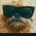humphrey thee dog (@humphreythedog) Twitter profile photo humphrey thee dog (@humphreythedog) Twitter profile photo