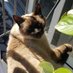 Prince Coco The Siamese Cat (@theprincecat) Twitter profile photo