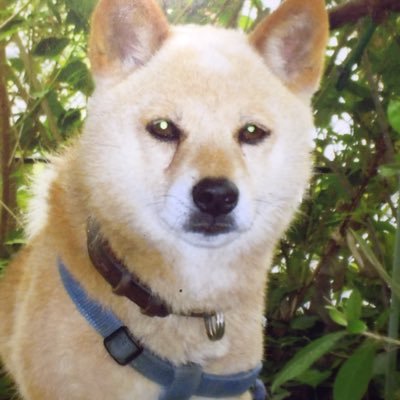 THEドッグ・オーさんのプロフィール画像