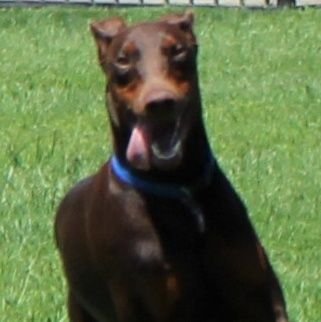 Raising Dobermans family style for family homes. Tweets show life with Dobermans