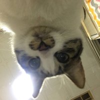 KIncora (@kincorak) 's Twitter Profile Photo KIncora (@kincorak) 's Twitter Profile Photo