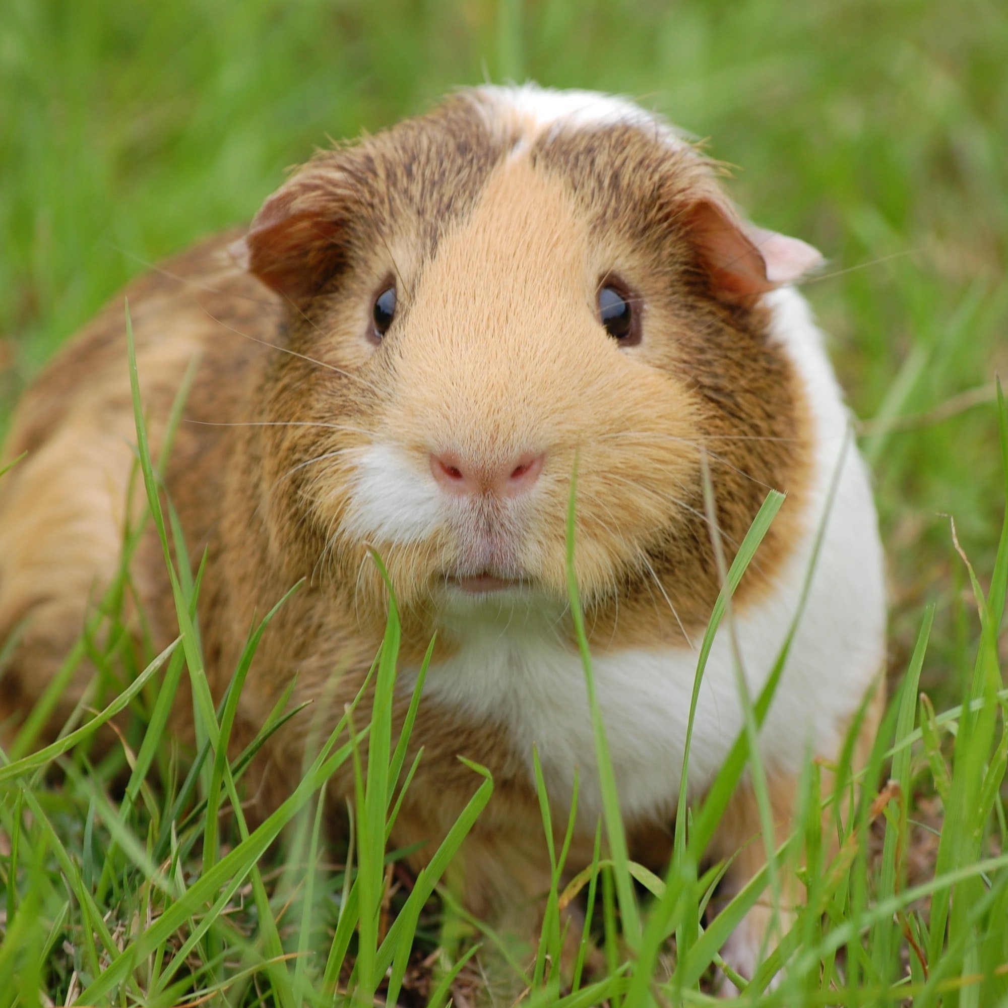 spot guinea pig talk about guinea pig & everything related to guinea pig accessories we review products.