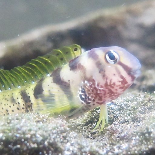 管理人 浦安三番瀬水槽 これ何でしょうか 4月に採集しました 大きさ5mmぐらいです 幼虫なのかな 水生 海生動物なのかもよくわかりません 教えて 幼虫 ゴカイ 管理人 浦安三番瀬水槽 これ何でしょうか 4月に採集しました 大きさ5mmぐらいです 幼虫なのかな 水生 海生動物なのかもよくわかりません 教えて 幼虫 ゴカイ