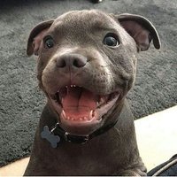 pitbull-dog(@pitbulldog18) 's Twitter Profile Photo