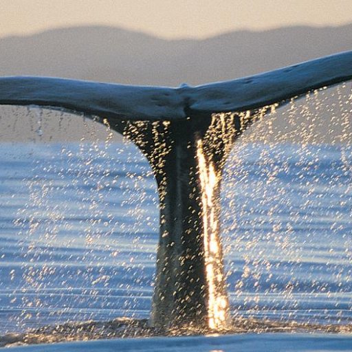 Papaya24mango's profile picture. 🇨🇴🐋🌱