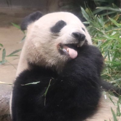 giantpinkpanda's profile picture. 上野でひっそりパン活中🐼シンシンのお背中が特に大好物。パンダの事だったり、その他趣味の事だったりをマイペースでつぶやいてます。