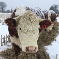 ambryacres (@ambryacres) 's Twitter Profile Photo ambryacres (@ambryacres) 's Twitter Profile Photo