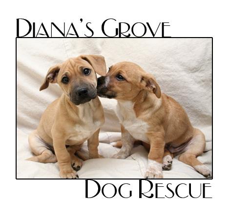 Diana's Grove Dog Rescue is dedicated to saving the lives of dogs. We rescue dogs from all over Missouri and adopt to homes all over the United States.