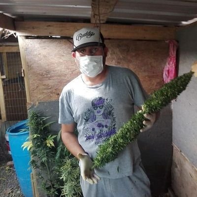 livraison de cannabis et C
Whatsapp +33644678983
wickr:jopin