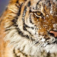 Sirius1203 (@tigeratio) 's Twitter Profile
