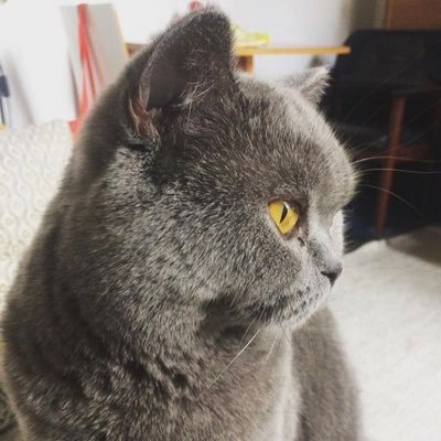 Hey I'm Elvis, a handsome #britishshorthair cat winning at life and running rings around my brilliant humans! 🐾