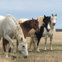 Horses, Heart & Soul®(@HorsesHeartSoul) 's Twitter Profile Photo